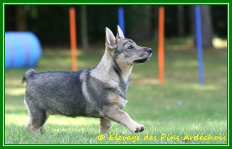 Lou, notre petite vallhund suédoise  Chiens10