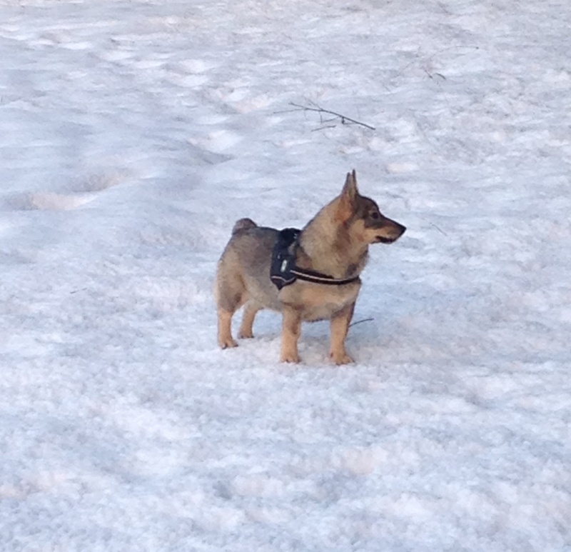 Lou, notre petite vallhund suédoise  Image14