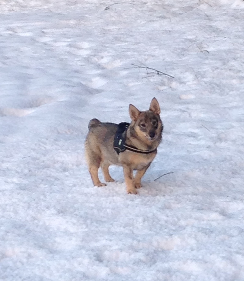 Lou, notre petite vallhund suédoise  Image16