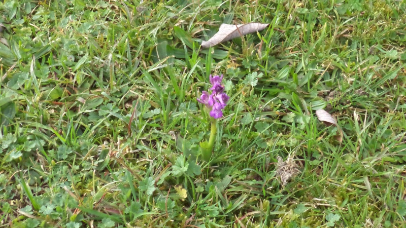 Anacamptis morio 2016 Dsc01315