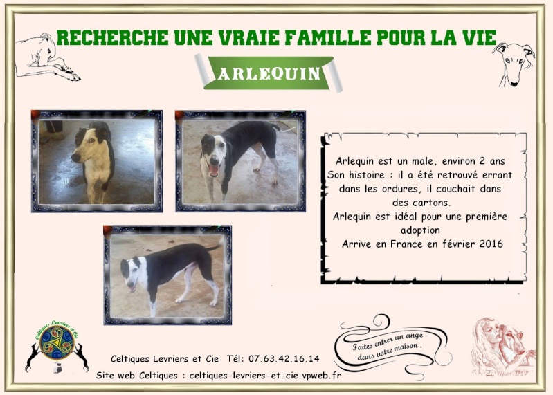 Arlequin - galgo - 2ans Arlequ10