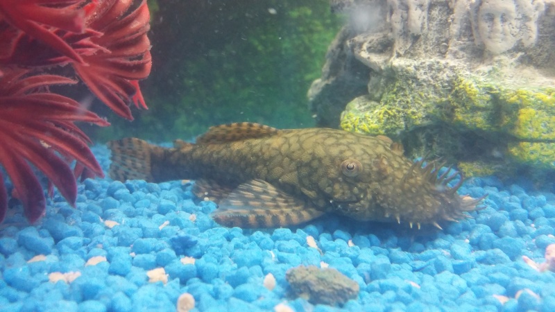 Pleco ou Ansistrus  20160211