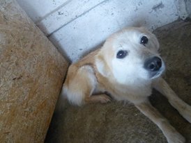 MILKY (ex LADDY) F-X, petite taille, née ~2009 (TAMARA) Prise en charge Asso "pas si bêtes" 11887810