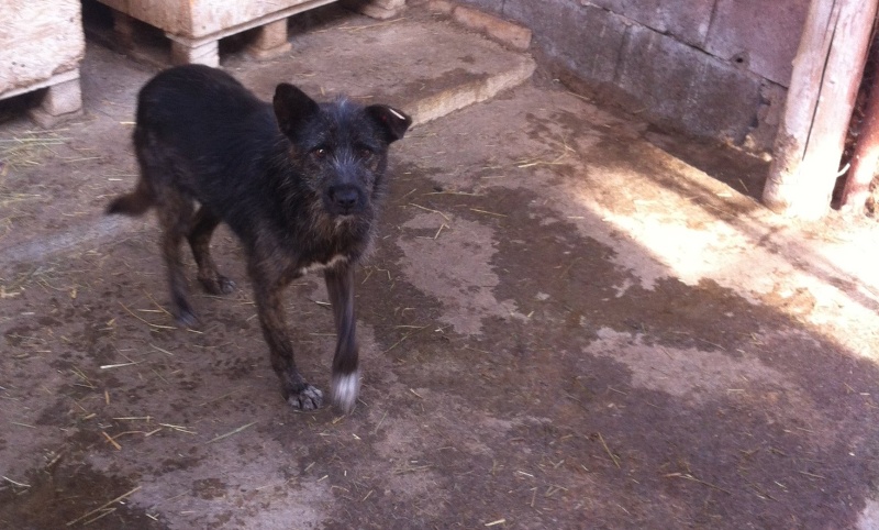 TERRA, F-X griffon, née 2010 (TAMARA) - Cherche solution urgente 12355810