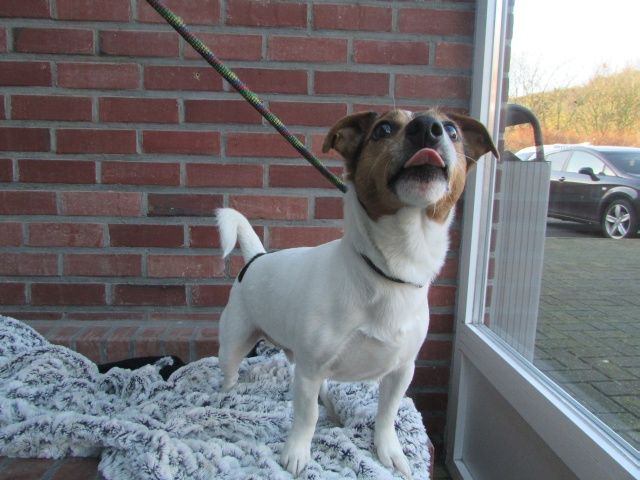 Jack Jack-Russel-Terrier, Mâle [7 ANS 1 MOIS]  // Adopté  I1085521