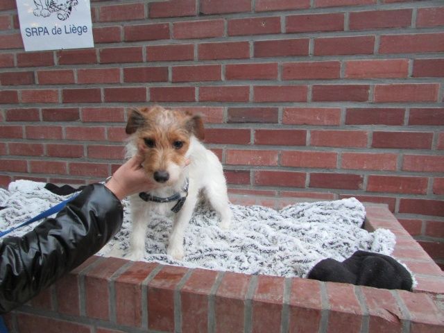 Laly Croisé Jack-Russel-Terrier, Femelle [2 ANS 4 MOIS  // Adopté   I1085836