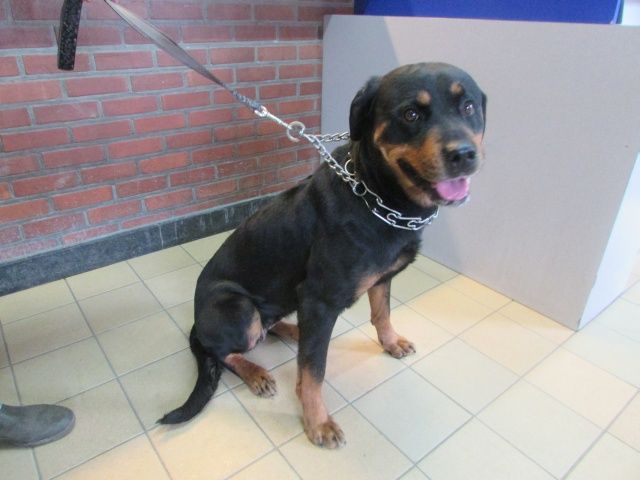 Roxy Rottweiler, Femelle 5 ANS 7 MOIS  116.086.055  I1086029