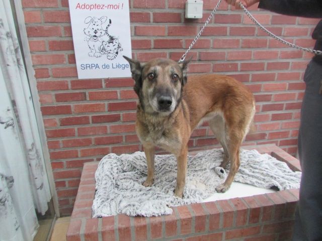 Diane Malinois Femelle 9 ANS 7 MOIS 116.086.108  I1086116