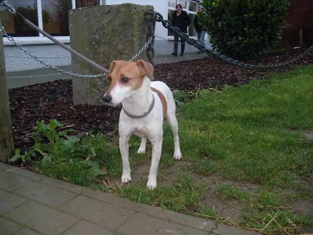 Patou Croisé Jack-Russel-Terrier,Mâle  1 AN 1 MOIS  I3011941