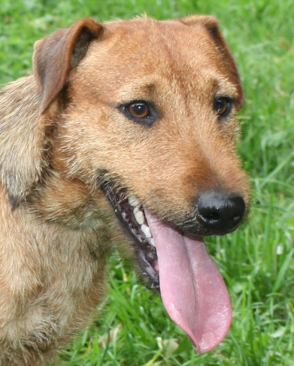 TCHAO - jagd terrier 1 an et demi -  Animal sans Toit  à Grace Hollogne (Belgique) Img_5613
