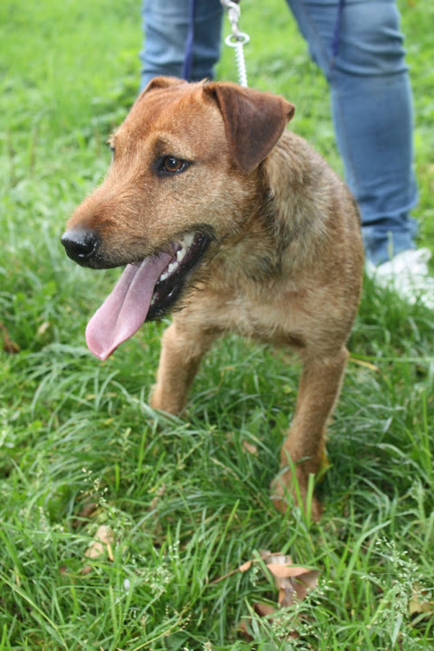 TCHAO - jagd terrier 1 an et demi -  Animal sans Toit  à Grace Hollogne (Belgique) Img_5615