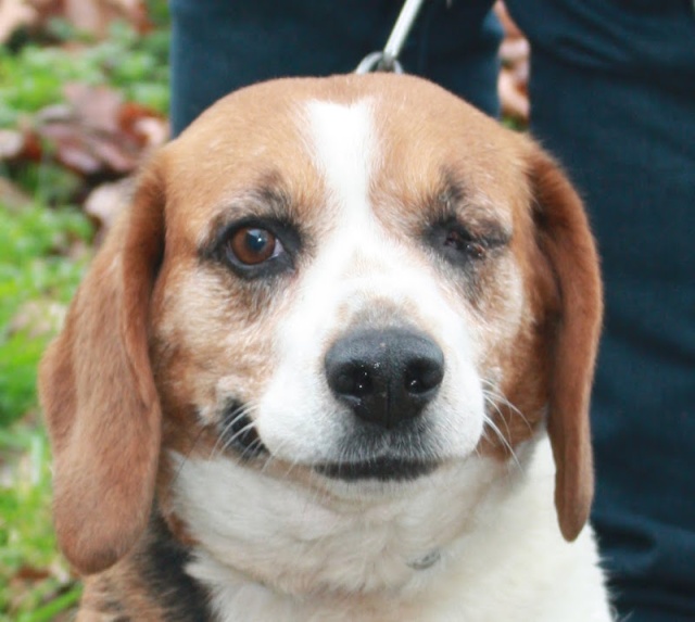 PRADA- beagle 8 ans(borgne)  - Animal sans Toit à Grace Hollogne (Belgique) Img_6023