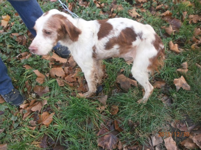 JACKY - epagneul breton 10 ans - Animal sans Toit à Grace Hollogne (Belgique) Jacky10