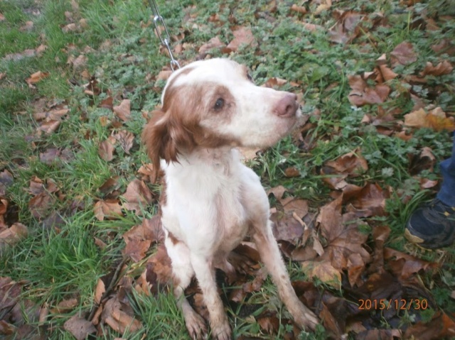 JACKY - epagneul breton 10 ans - Animal sans Toit à Grace Hollogne (Belgique) Jacky_11