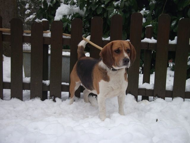  Lilou Beagle, Femelle3 ANS 416.011.232 Lilou_10