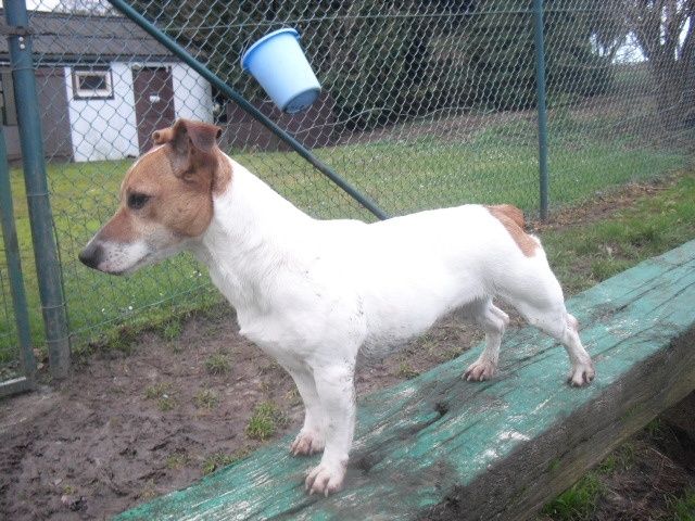Lina Jack-Russel-Terrier, Femelle  [5 ANS 3 MOIS]  Lina10