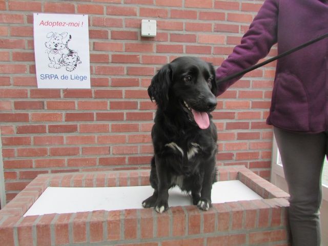 Lola Chien des Rues, Femelle  2 ANS 2 MOIS 116.085.989  Lola10