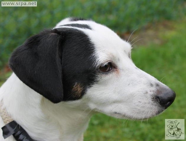 Murphy Jack-Russel-Terrier, Mâle [4 ANS 6 MOIS]// Adopté M-314012