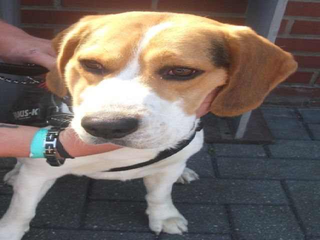 Marley  beagle de 14 mois  Marley10