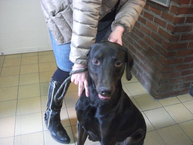 Tom   x doberman de 2 ans Tom_110