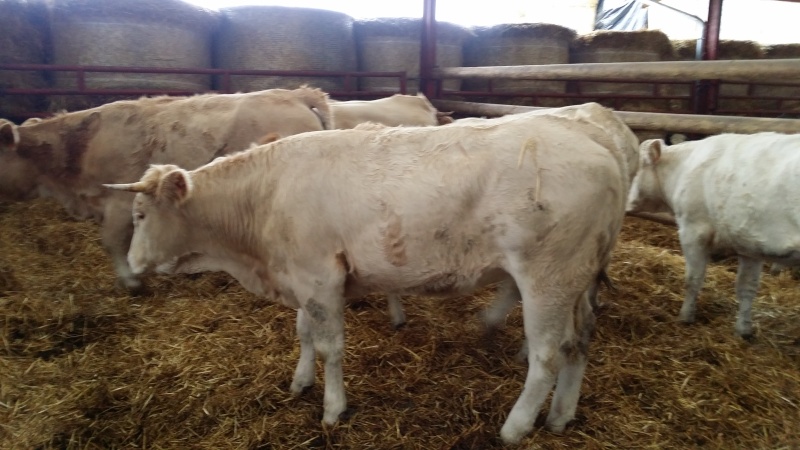 charolais ou angus? 13910