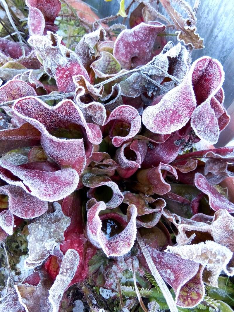 Dionaea à la glace pilée Img_2013