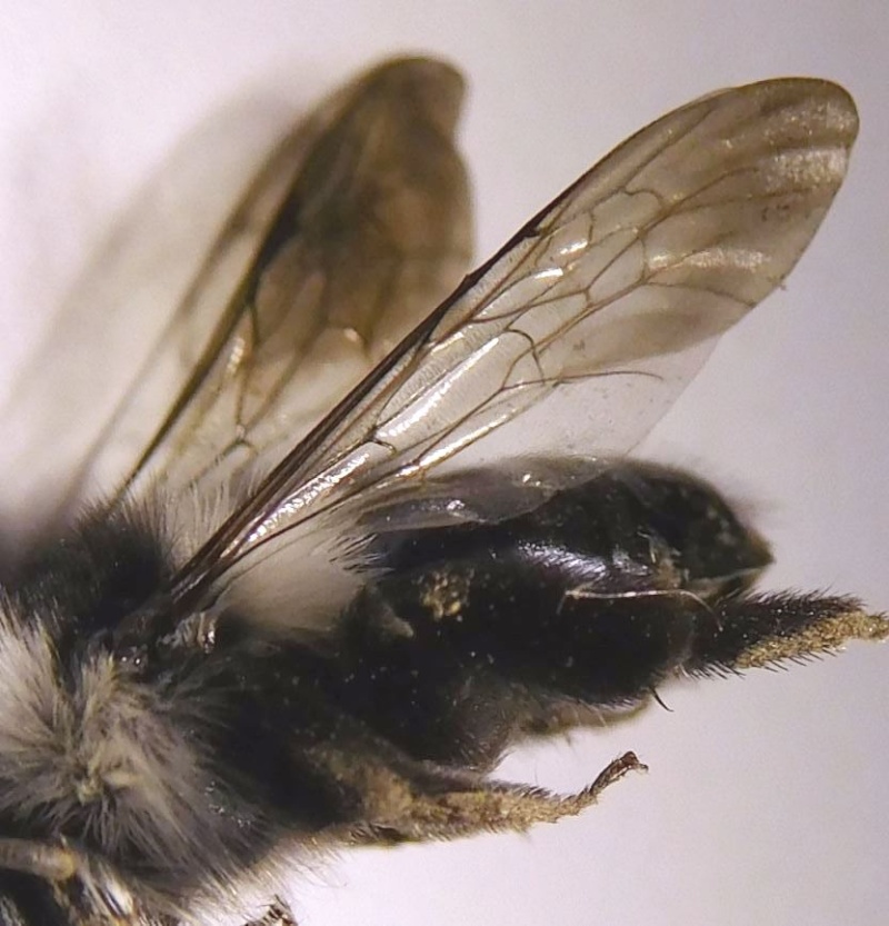 [Andrena cineraria] Ça ressemble à un bourdon Hymyno14