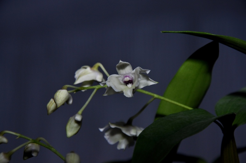 Dendrobium Nora tokunaga x aberrans Dsc_6210