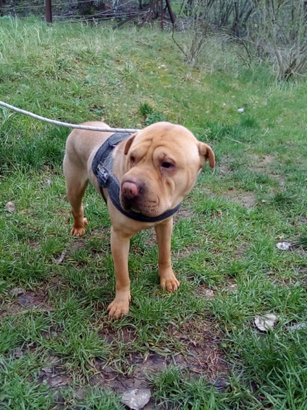 Zirco 2 ans 6 mois S.P.A de Charleroi 12000011