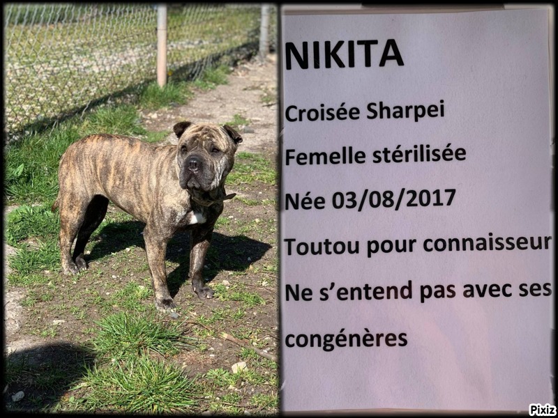 Nikita xsharpei 3 ans 8 mois (57 )SPA de Sarrebourg  16176212