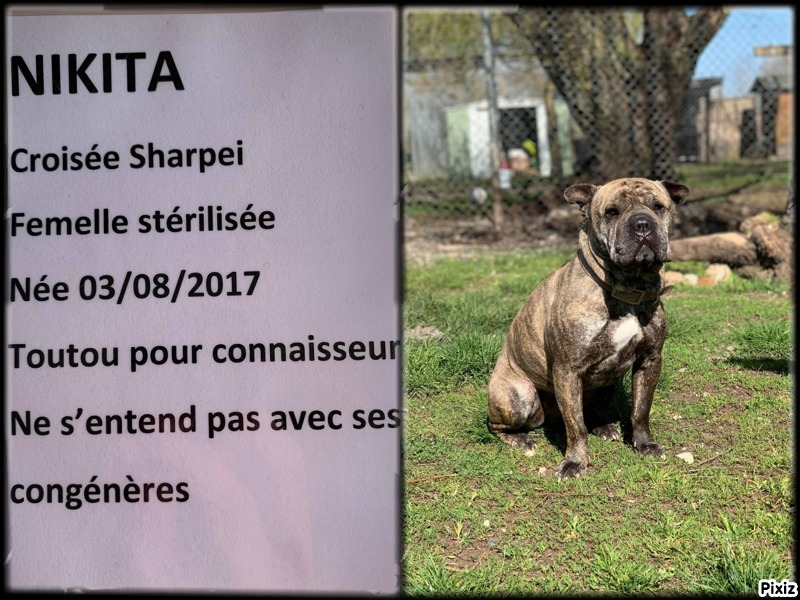 Nikita xsharpei 3 ans 8 mois (57 )SPA de Sarrebourg  16176213
