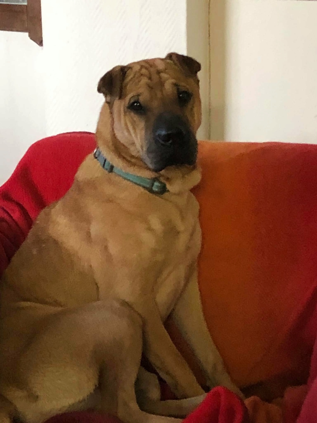 Belle xsharpei 2 ans ASBL un Coeur à Prendre  25591810