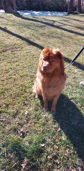 Angel xsharpei 6 ans (38 )Association Babymum 27164410