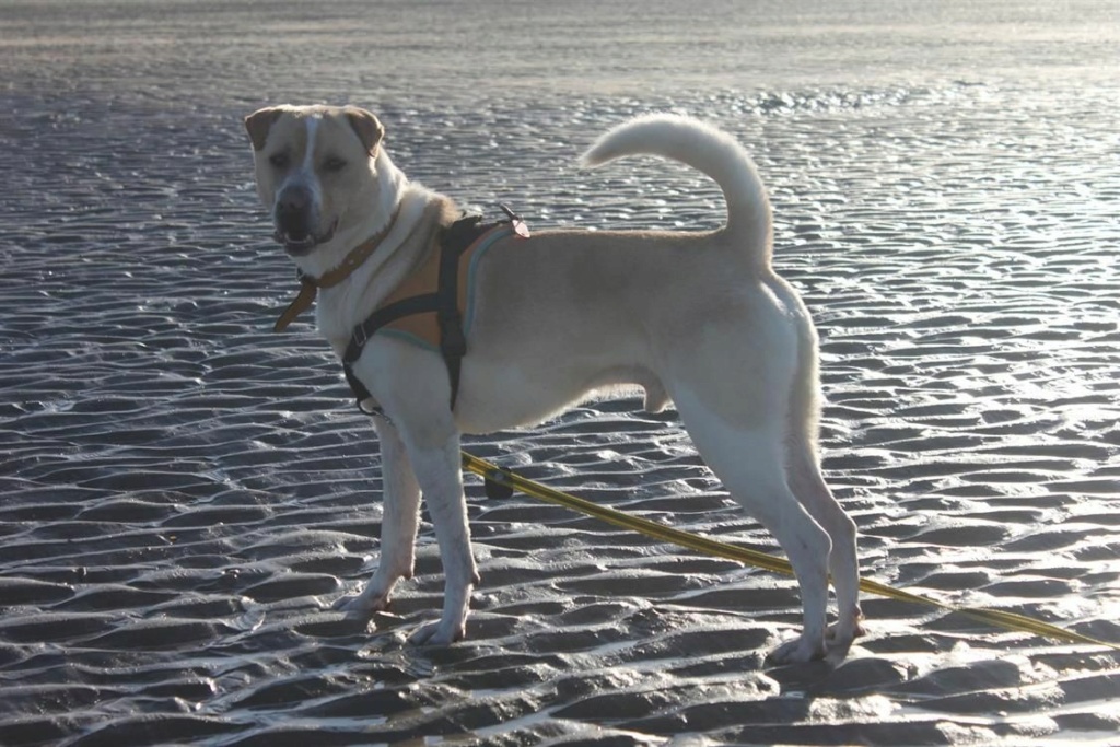 Oslow  xsharpei  ( 14)Refuge de Cabourg 28939f10