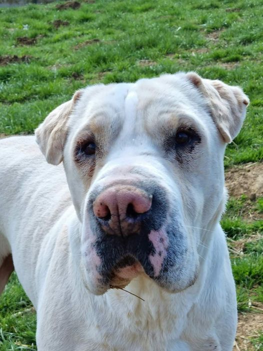 Guizmo xsharpei 5 ans (08) Refuge Cliron 29173710