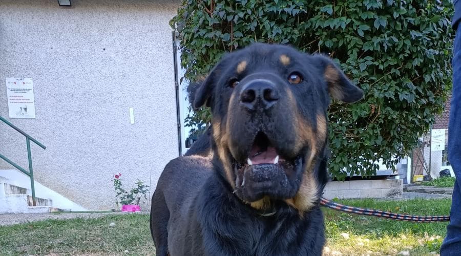 Sherkan xsharpei Beauceron 1 an (24 ) SPA24 PERIGUEUX 31086210