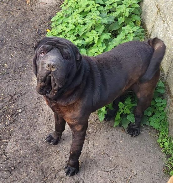 Sharpei  3 ans L'Association Les Chats de Carine 32810910