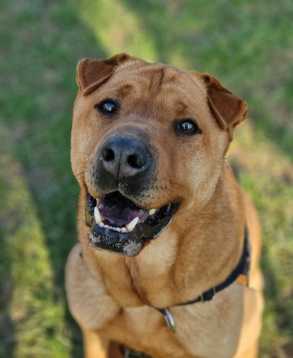 Bunker xsharpei 5 ans (85000  ) Refuge SPA de La-Roche-Sur-Yon 32964110