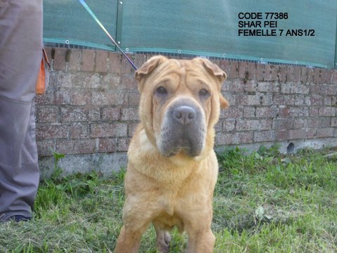 Sharpei 7 ans 1/2 ( 59 ) SPA DE MARLY  33168411