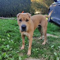 Oxbow xsharpei 7 ans ( 14 ) SPA de Basse -Normandie  33690411