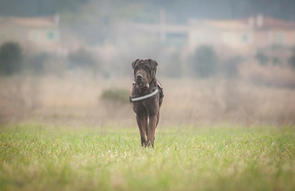 Boulette xsharpei (84)3 ans SPA Vauclusienne  33931310