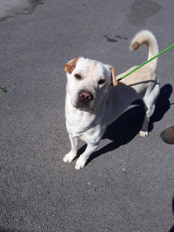 Rocky xsharpei 1 an 6 mois ( 59) SDA Estournel  36064010