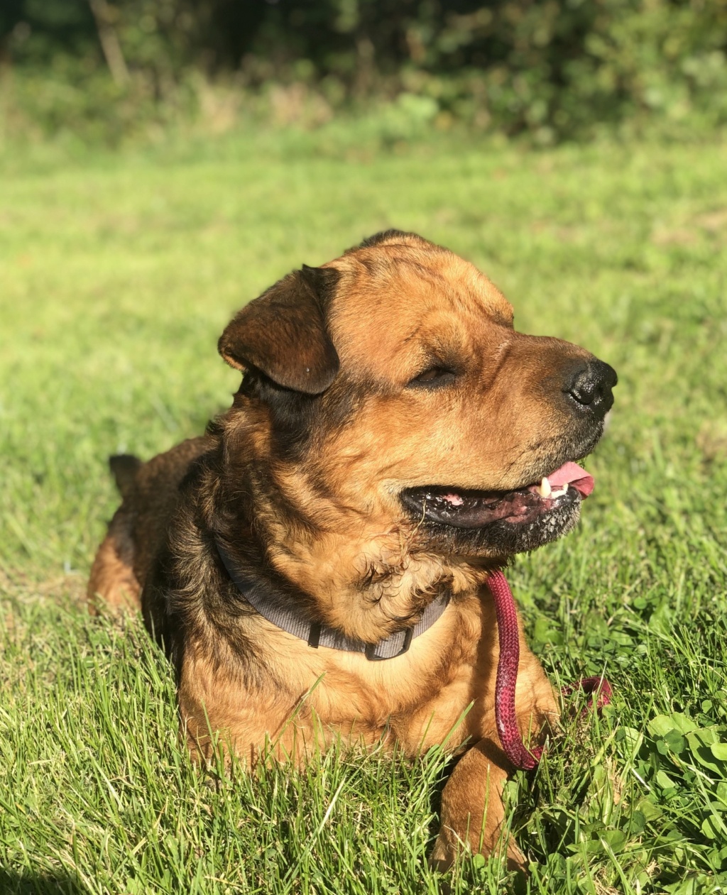 Rocky xsharpei 5 ans (61000)  Refuge du 61 38786510