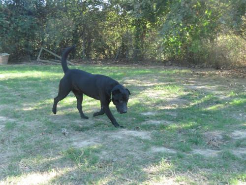 Max xsharpei 7 ans (85 ) Refuge Les Petites Prises - Château d'Olonne  39444910