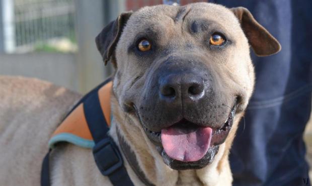 Electra xsharpei 4 ans (11 )  Refuge de Port la Nouvelle 40463910