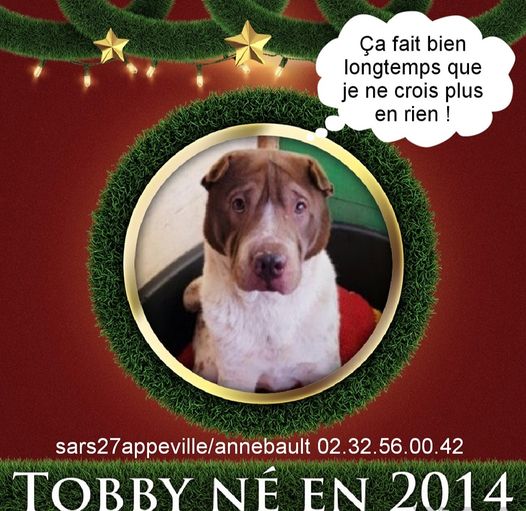 Tobby xsharpei 9 ans (27) Sauvegarde Animalière Risle Seine – Refuge de l’Espérance 40792210