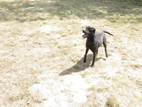 Djosie Xsharpei 6 ans 6 mois (85) Refuge Les Petites Prises - Château d'Olonne 42900613