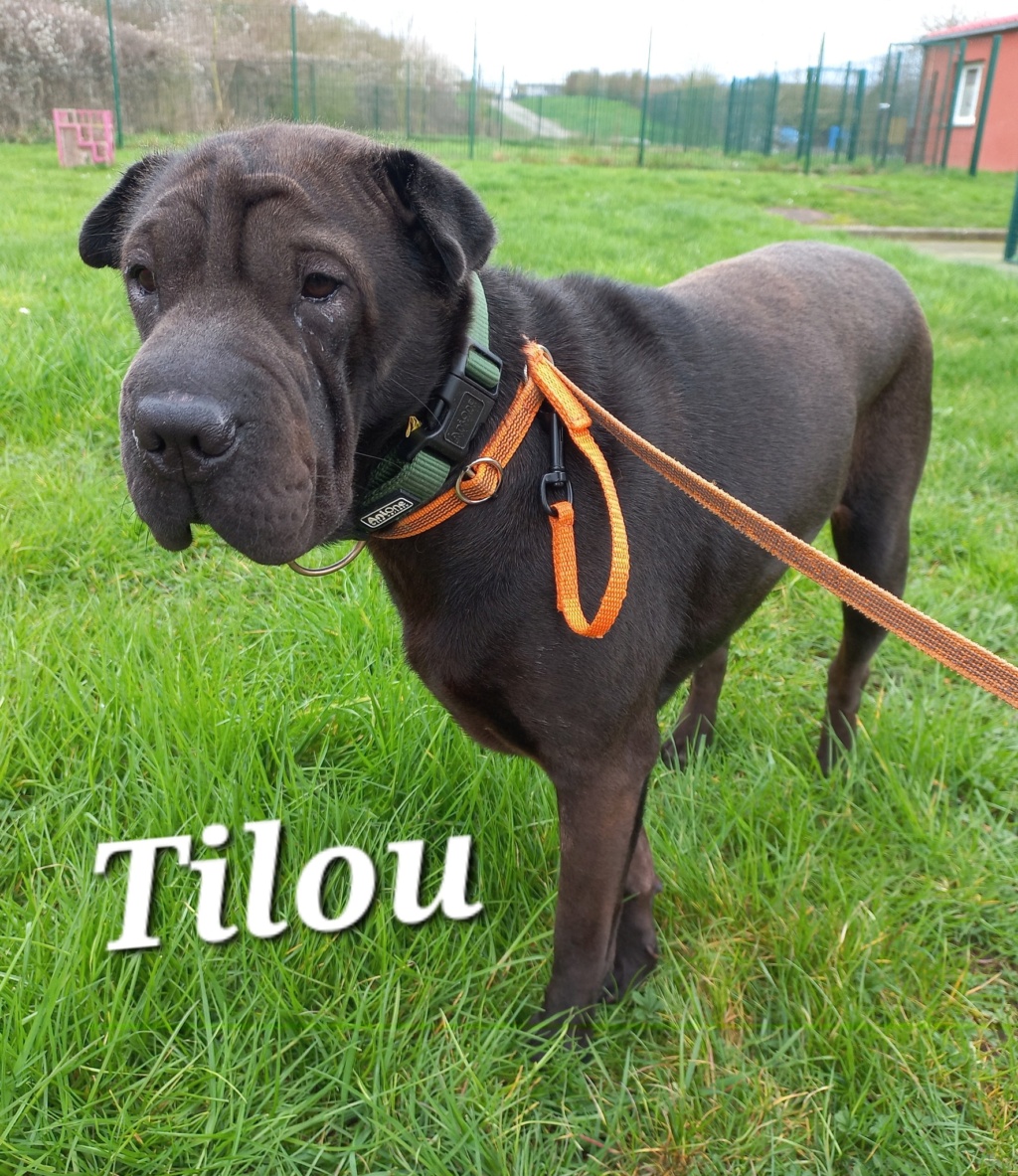 Tilou 2 ans  (62 )Spa Refuge de Tilloy les Mofflaines 43153411