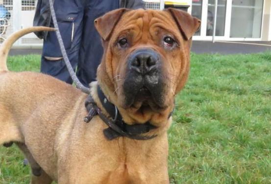 Sharpei 10 ans ( 44 ) Refuge Pornic-Saint Père - Clion sur Mer 44813112