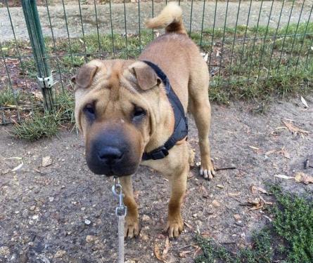 Chiva 4 ans (78 ) Refuge Orgeval  46942510